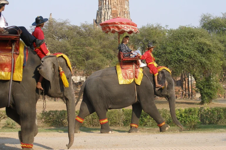 Shows + Elephant Riding