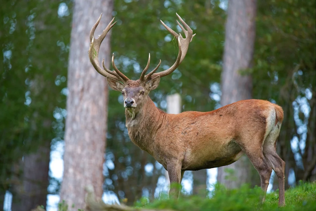 Cervidae Deer Farm (Explore Farm Tour Package)