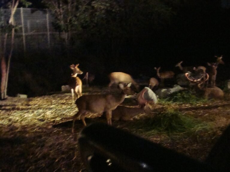 [Non Thai Resident] Chiang Mai Night Safari Ticket Include Show and In-park Transfer