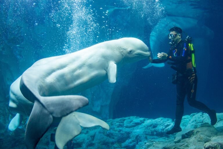 Aquaria Phuket (Ticket Only)