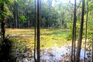 Jungle Tour Krabi – M.1 Full Day: Hot Spring Waterfall + Emerald Pool + Lunch + National Park Fee Excluded – (Guest Have to Pay 650 THB Per Pax Directly), Krabi