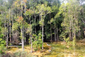 Jungle Tour Krabi – M.1 Full Day: Hot Spring Waterfall + Emerald Pool + Lunch + National Park Fee Excluded – (Guest Have to Pay 650 THB Per Pax Directly), Krabi