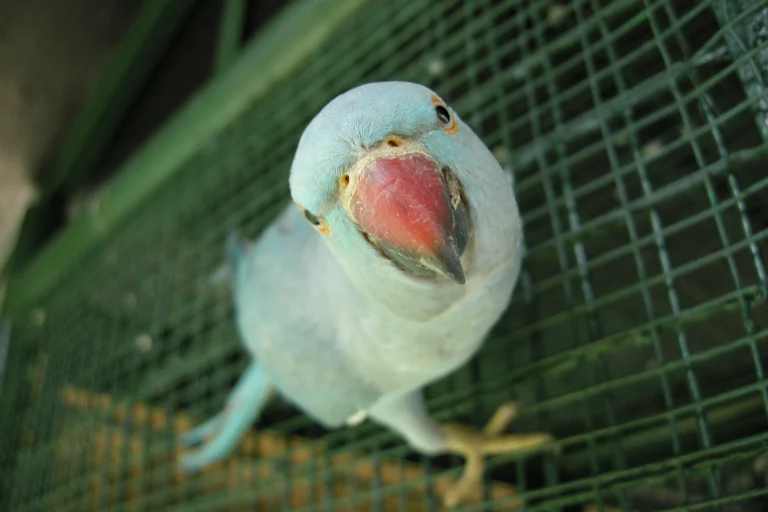 Phuket Bird Park Ticket Only – (Not Include Transfer)