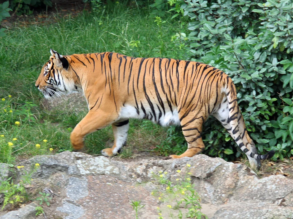 Tiger Kingdom – Big Tiger (Ticket only) – No Transfer, Phuket