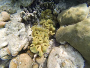 Surin Island (Speed Cantamaran) + Lunch + (National Park Fee) + SIC Transfer, Phuket