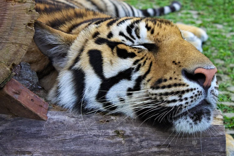 (Giant Or Smallest) Tiger + (Medium Or Small) Tiger