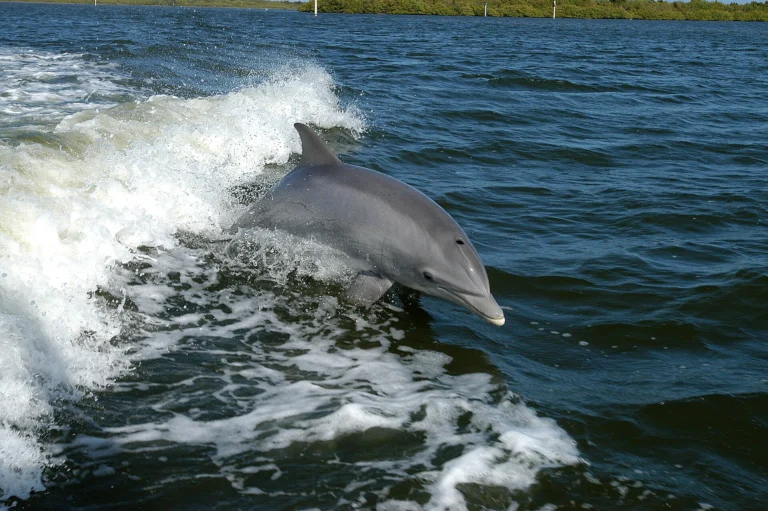 Dolphin Show Deluxe Seat 14:00 PM Slot