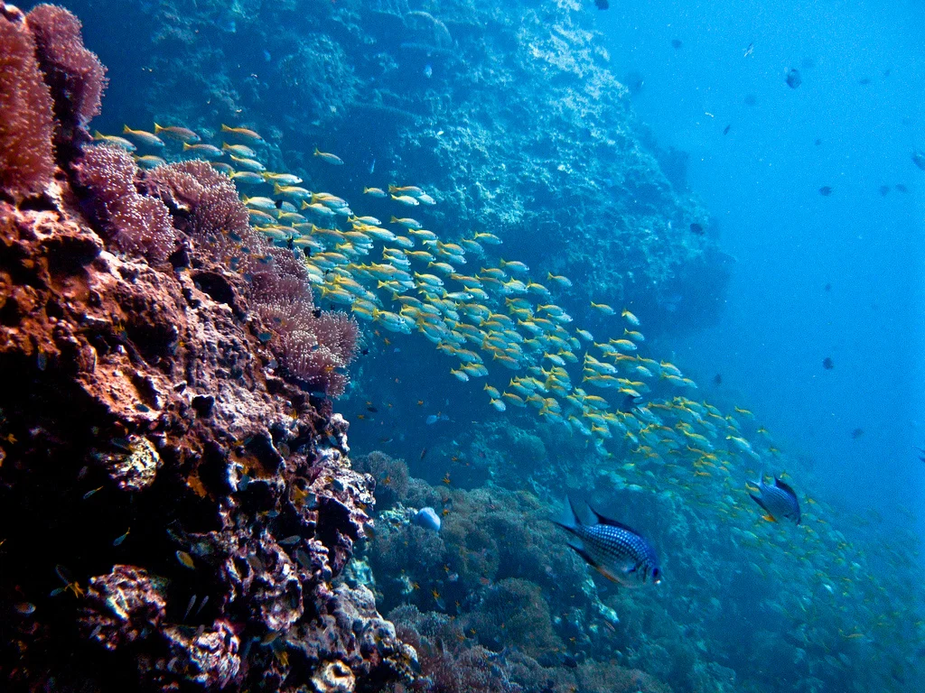 Scuba Diving – 3 Dives – (King Cruiser, Shark Point & Koh Dok Mai) – 1 Full Day Trip