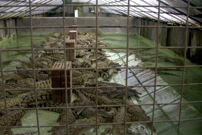 Sammut Prakan Crocodile Farm & Zoo (Crocodile And Elephant Show)