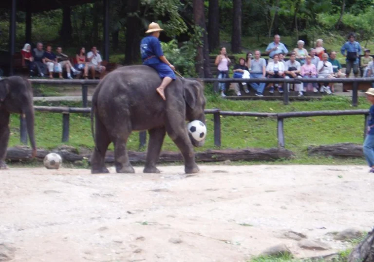 Bangkok Hotel To Sam Phran Elephant Ground and Zoo To Bangkok Hotel