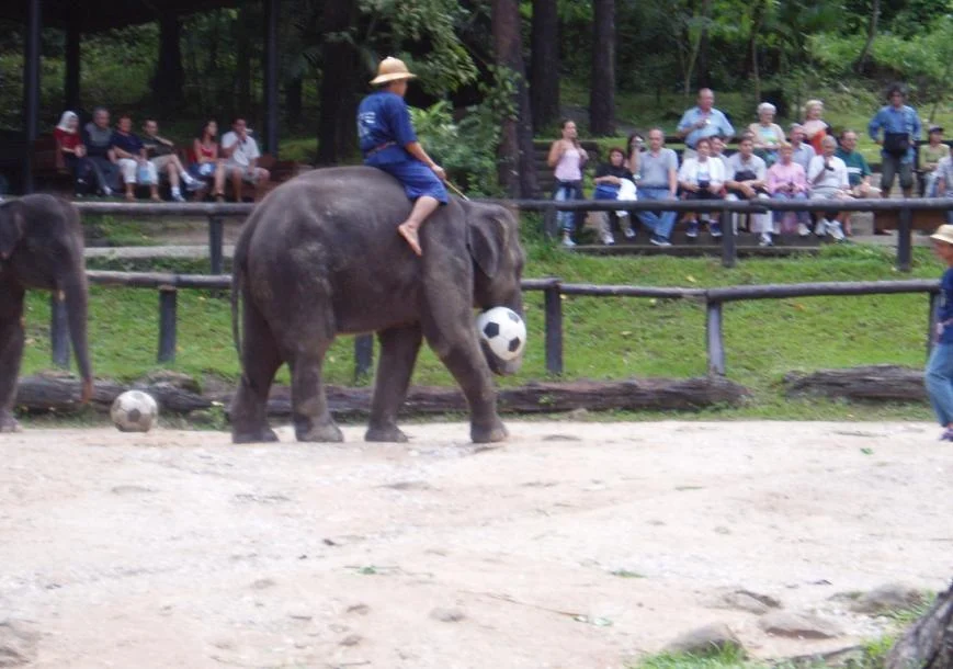 Sam Phran Elephant Ground and Zoo – Show Only