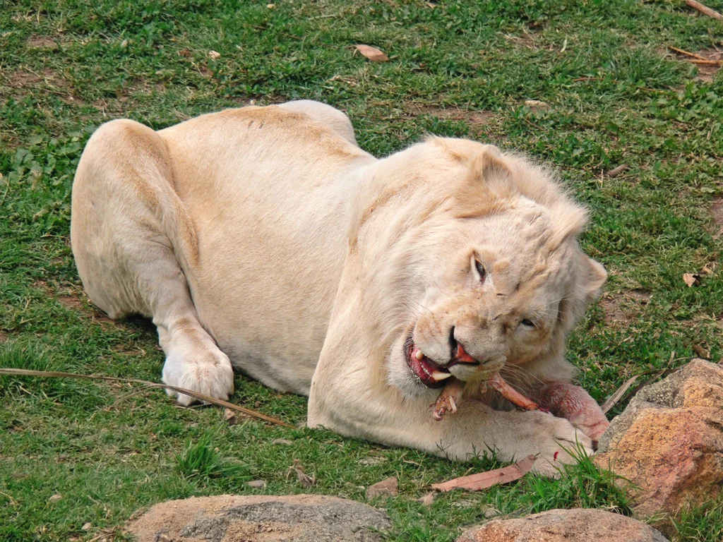 Sriayuthaya Lion Park – Photo With Crocodile