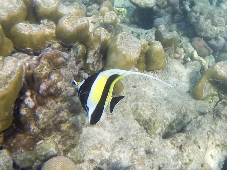 Surin Island (Speed Cantamaran) + Lunch + (National Park Fee) + SIC Transfer